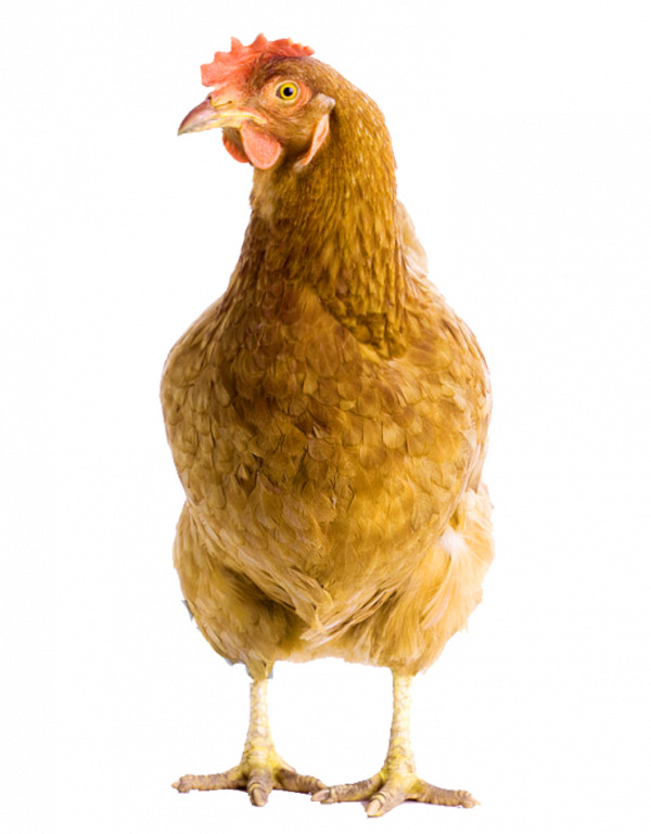 Alstonville Poultry Farm